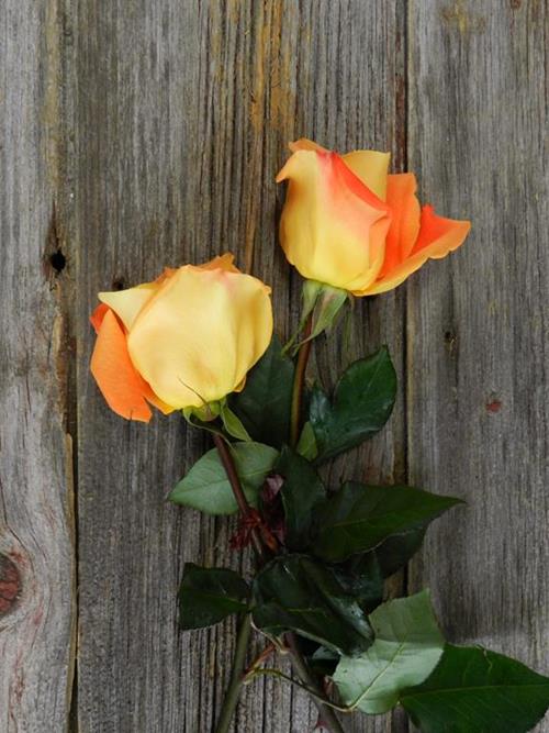 VOO DOO  ORANGE ROSES